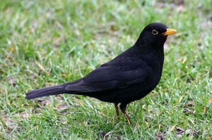 Turdus merula Merlo